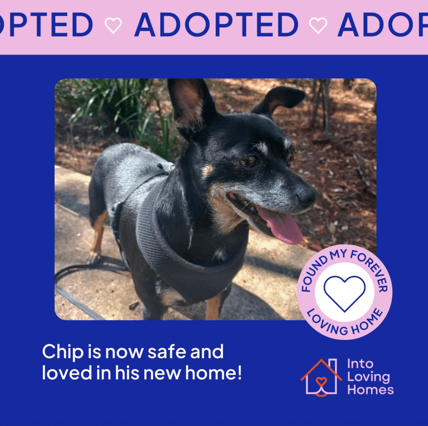 Into Loving Homes Foundation