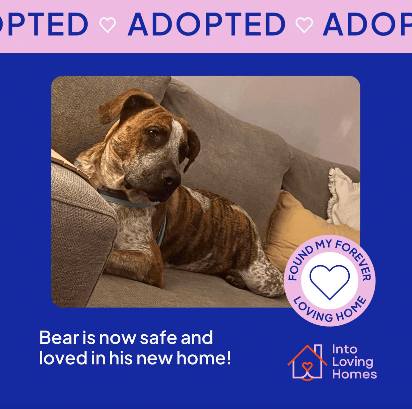 Into Loving Homes Foundation