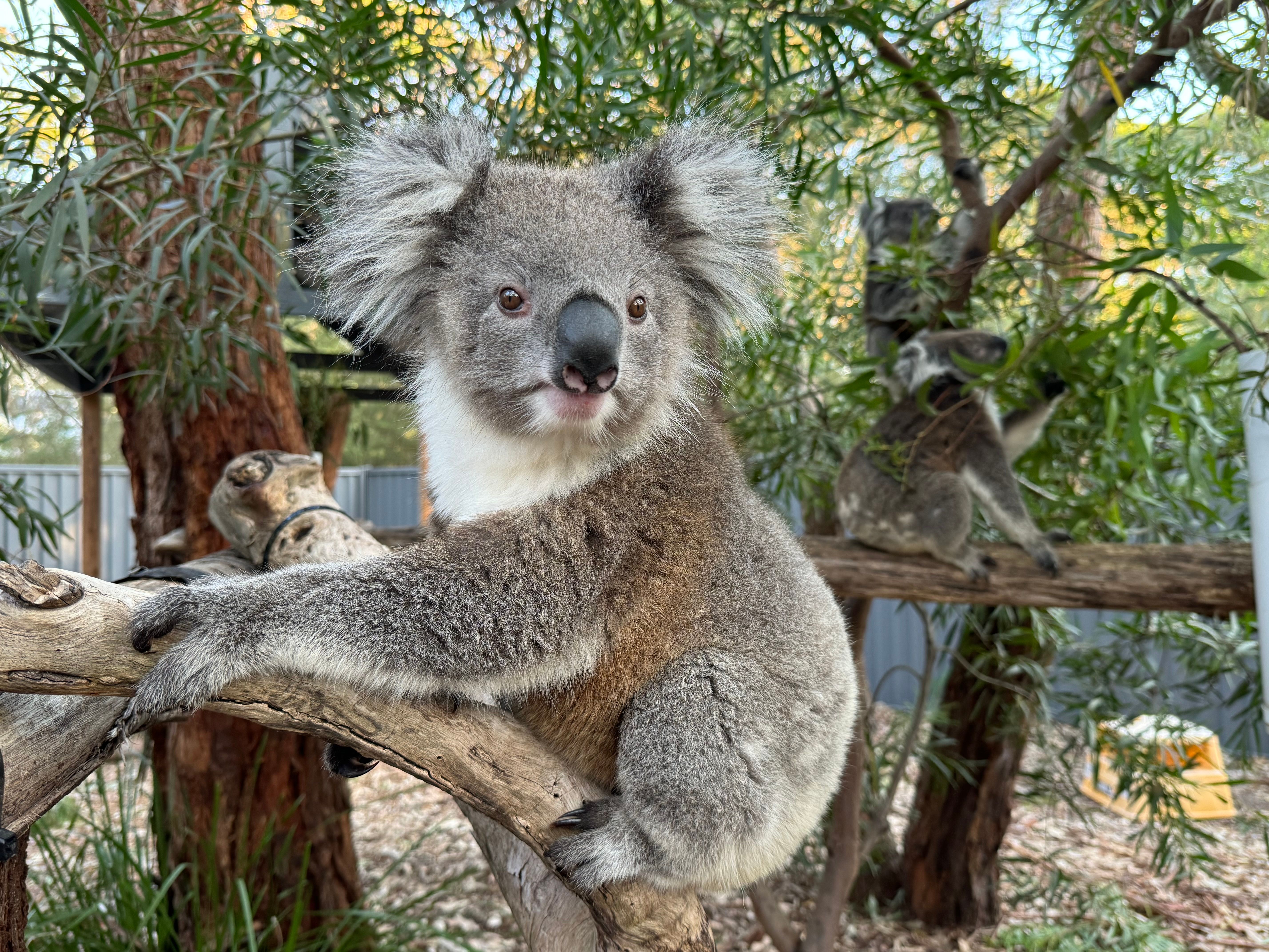 Koalas of Raymond Island Inc.