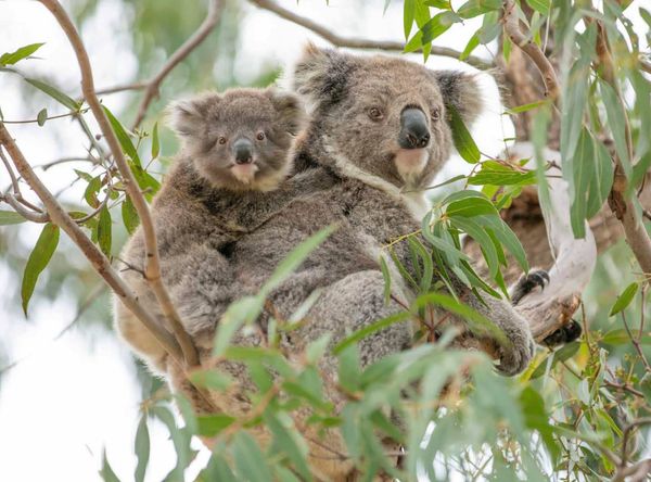 Koalas of Raymond Island Inc.