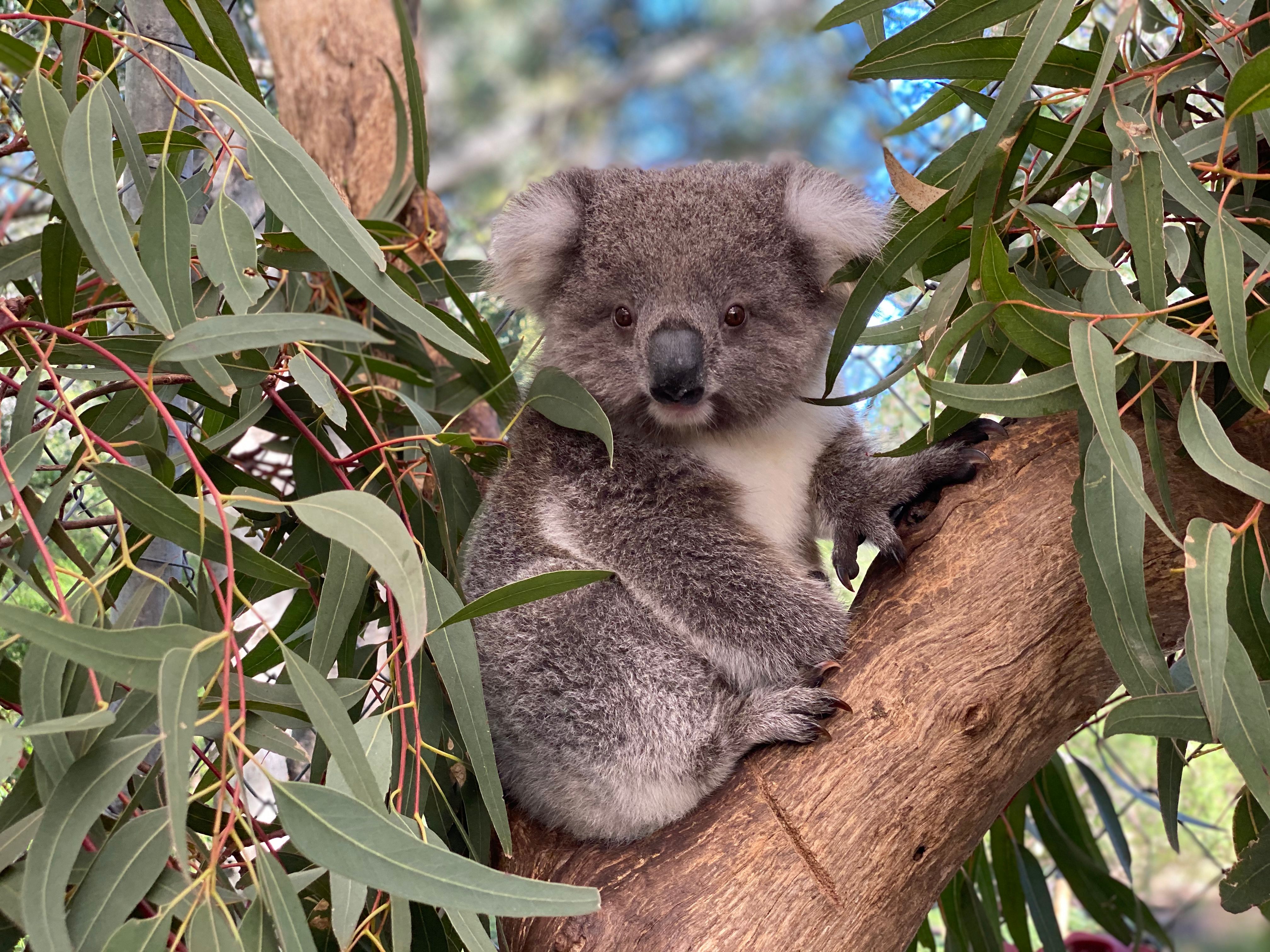 Koalas of Raymond Island Inc.