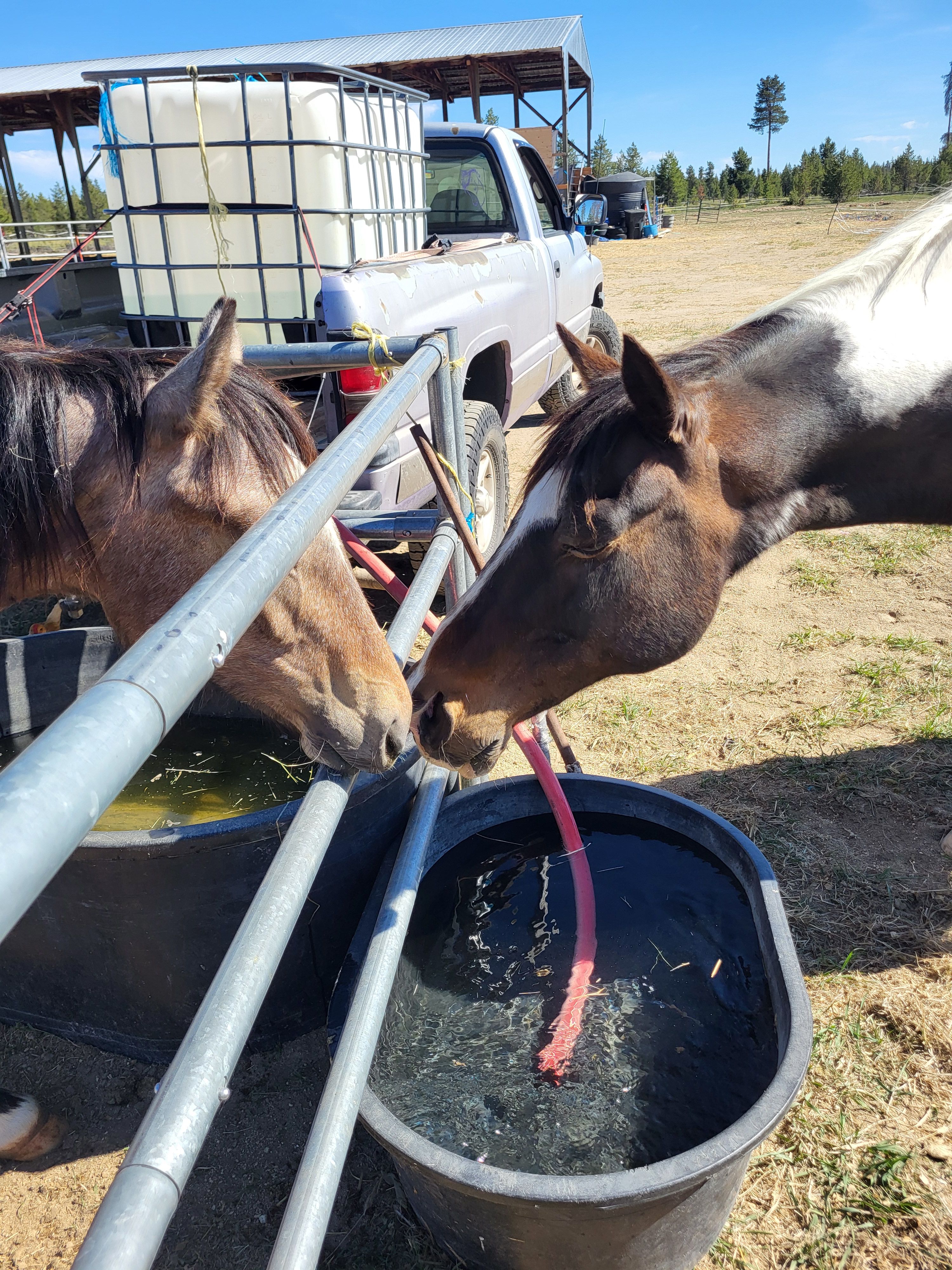 Mustang's & Misfit's llc