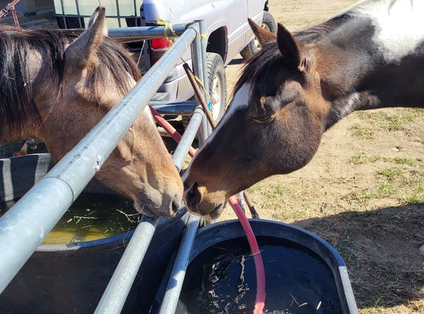 Mustang's & Misfit's llc