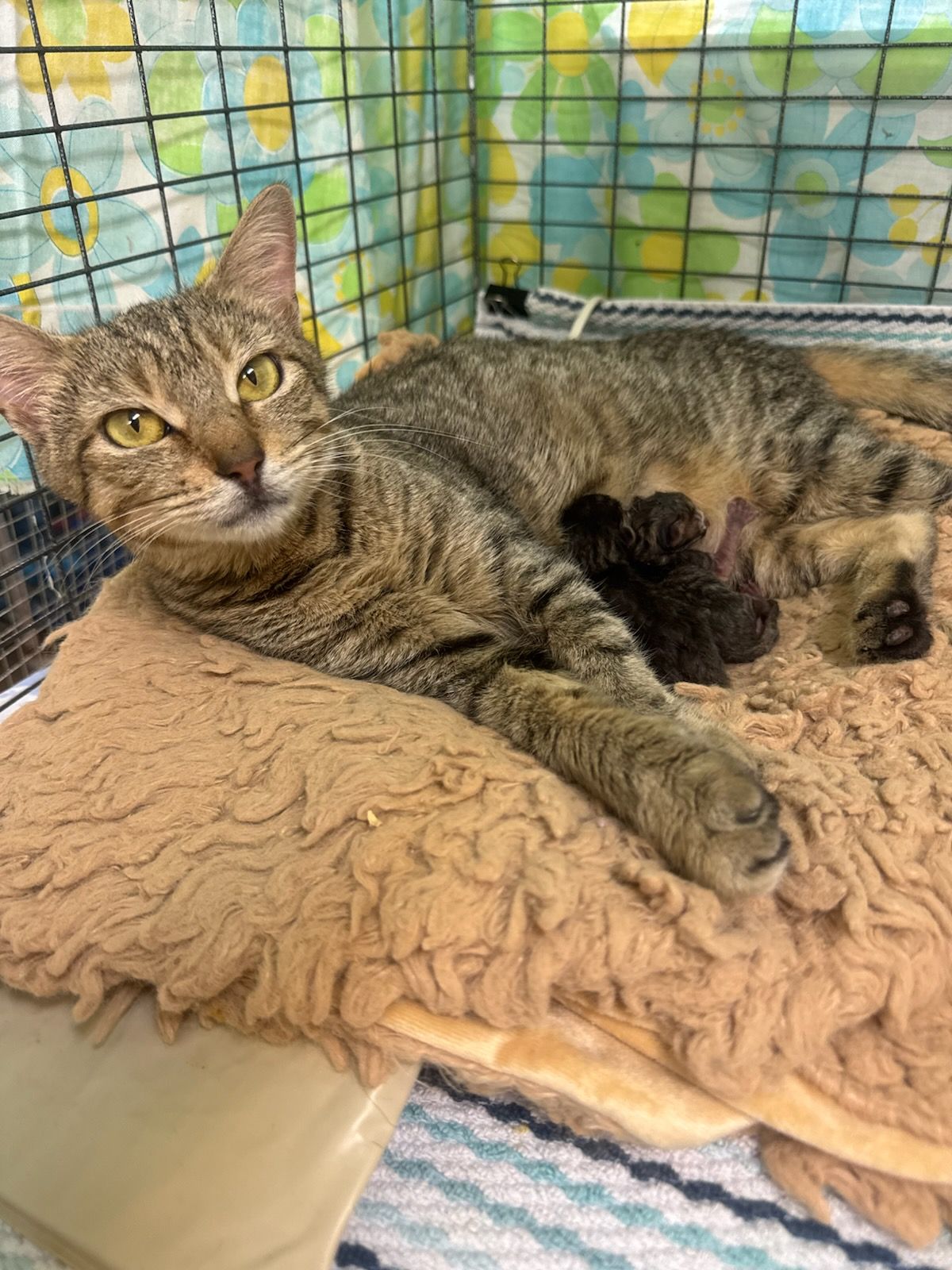 Gonzales Paws and Whiskers