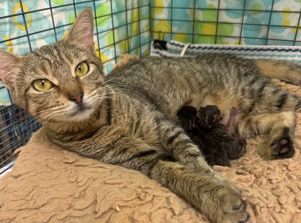 Gonzales Paws and Whiskers