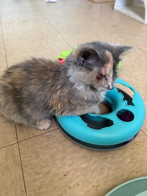 Gonzales Paws and Whiskers