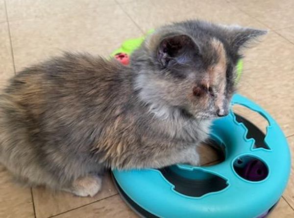 Gonzales Paws and Whiskers