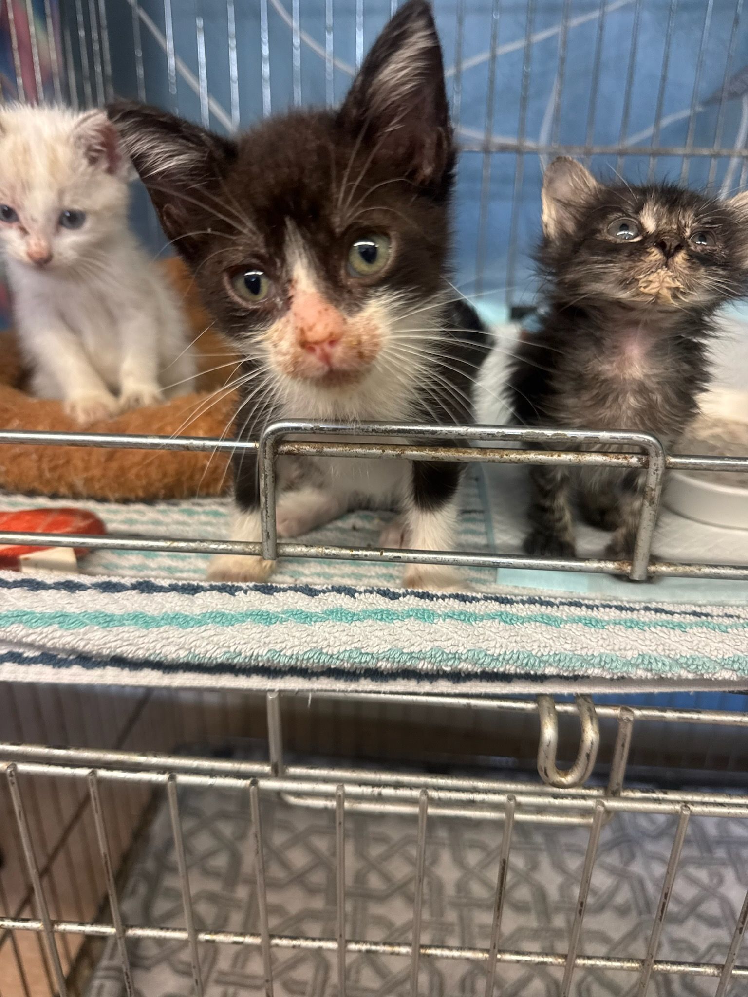 Gonzales Paws and Whiskers