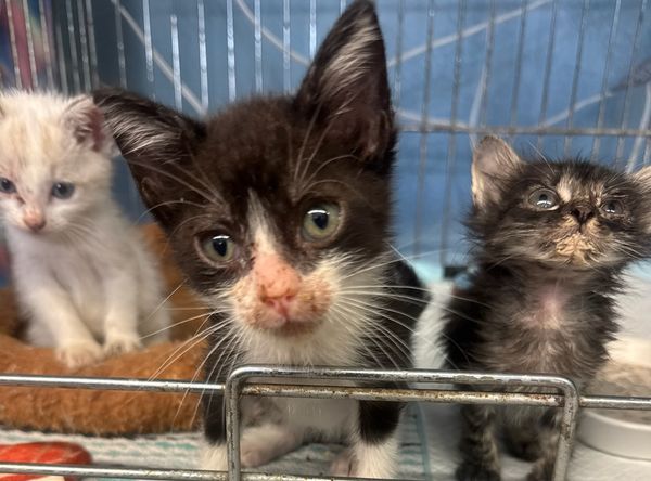 Gonzales Paws and Whiskers