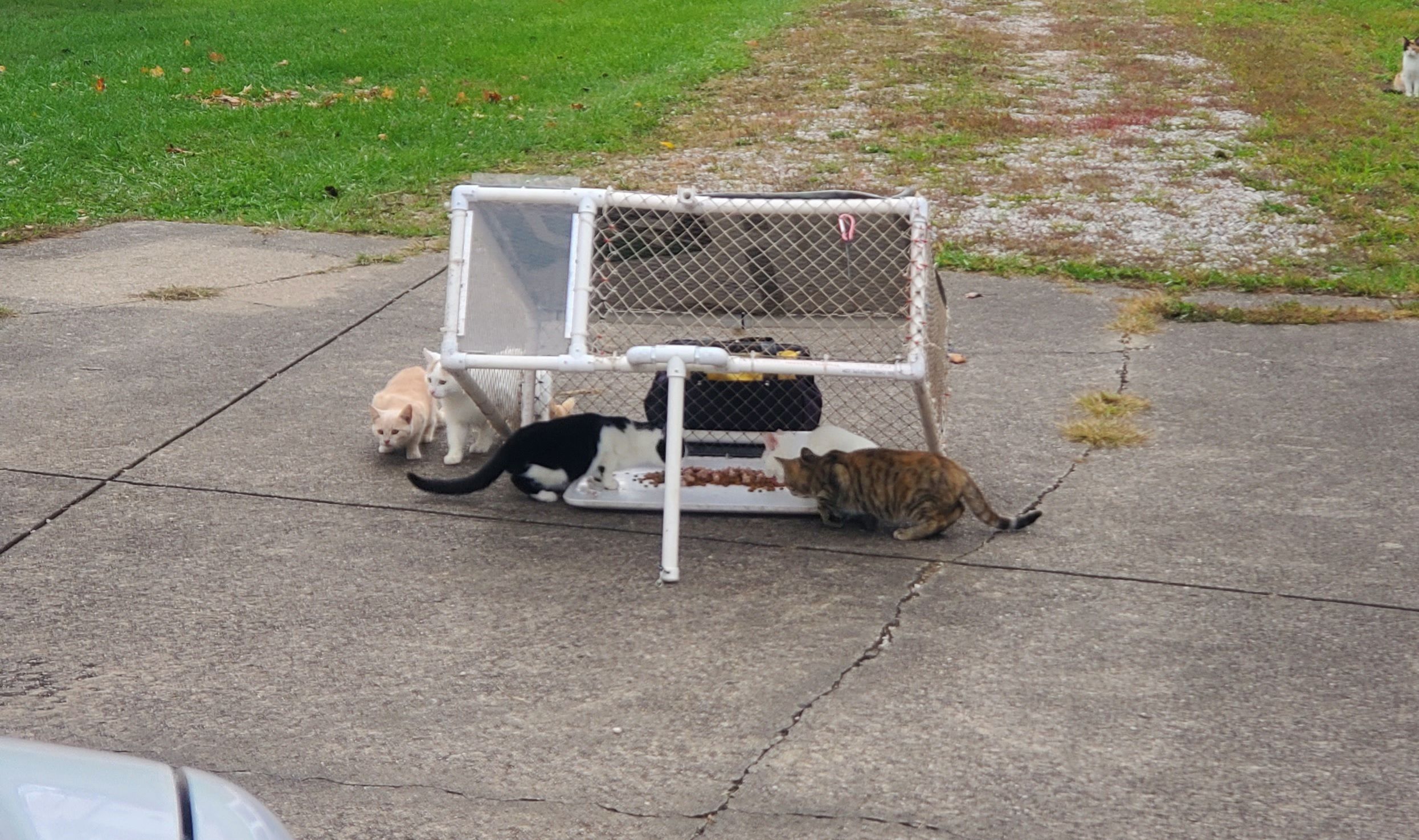 Operation Fancy Free Inc