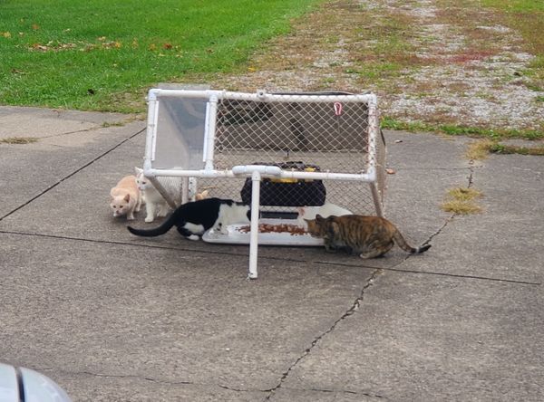 Operation Fancy Free Inc