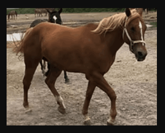 FRIENDS Horse Rescue