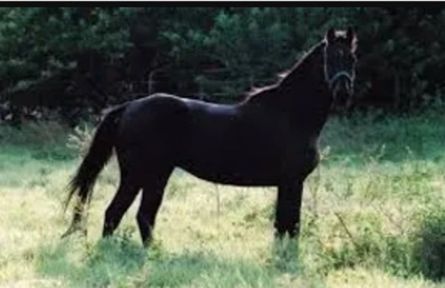 FRIENDS Horse Rescue