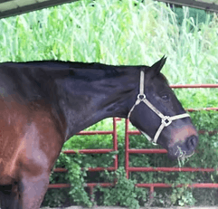 FRIENDS Horse Rescue