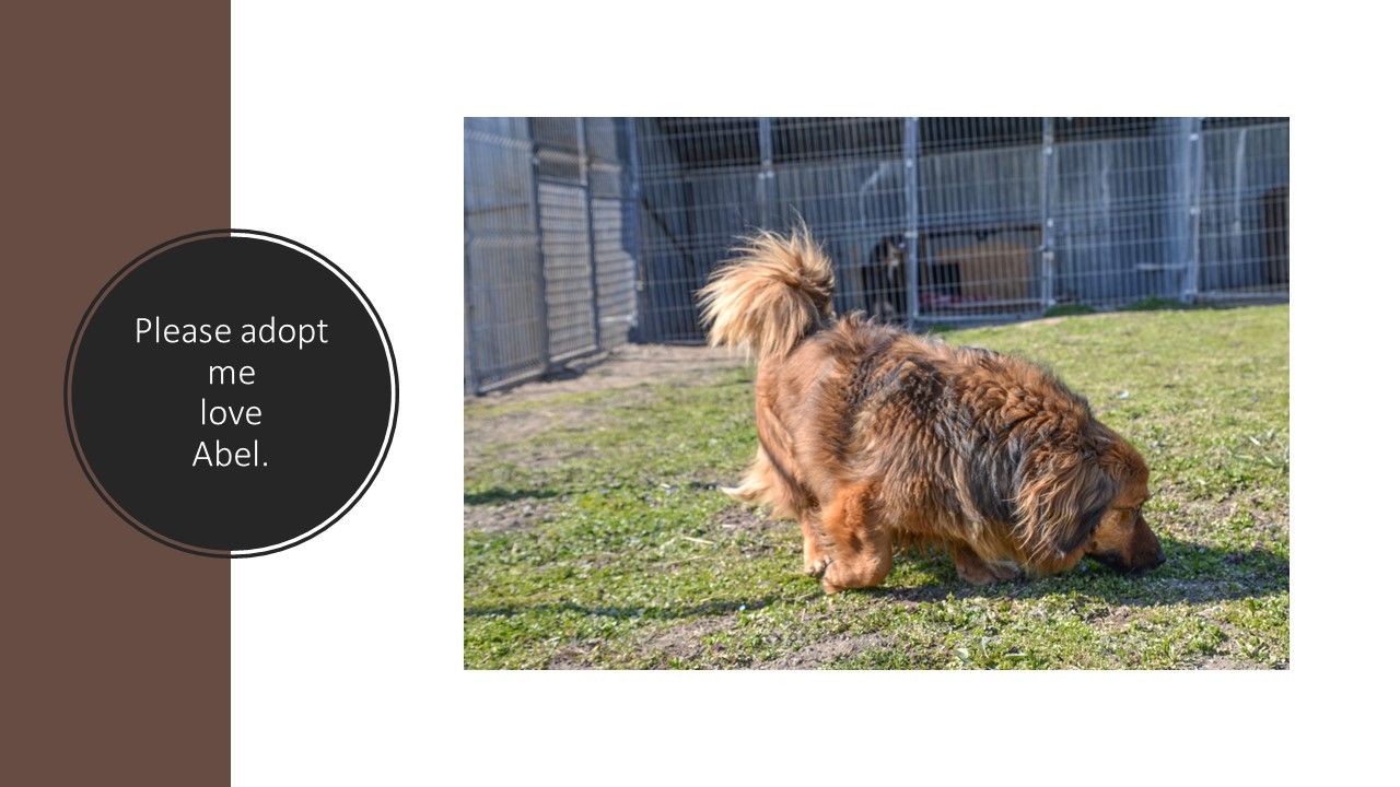 Lina's Loving Paws Sanctuary