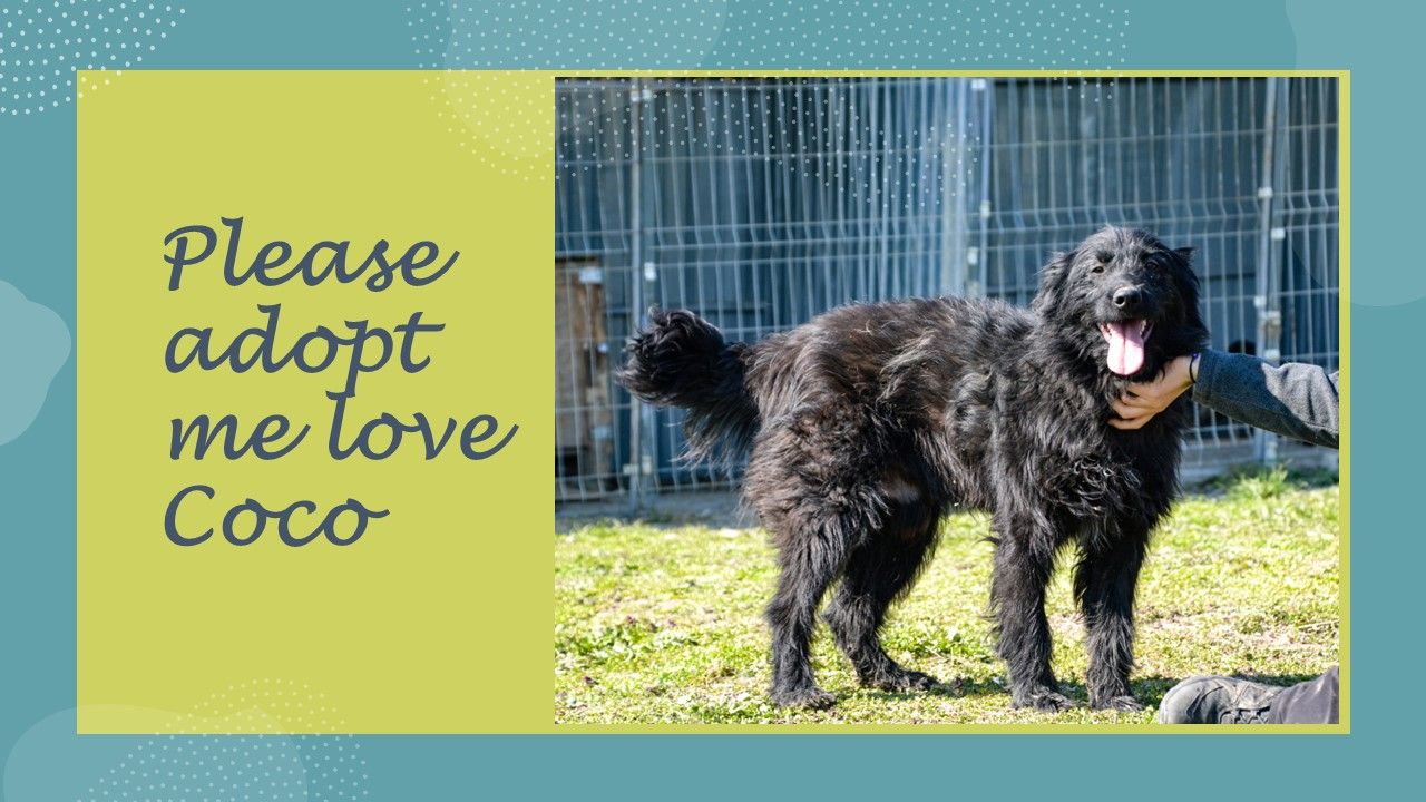 Lina's Loving Paws Sanctuary