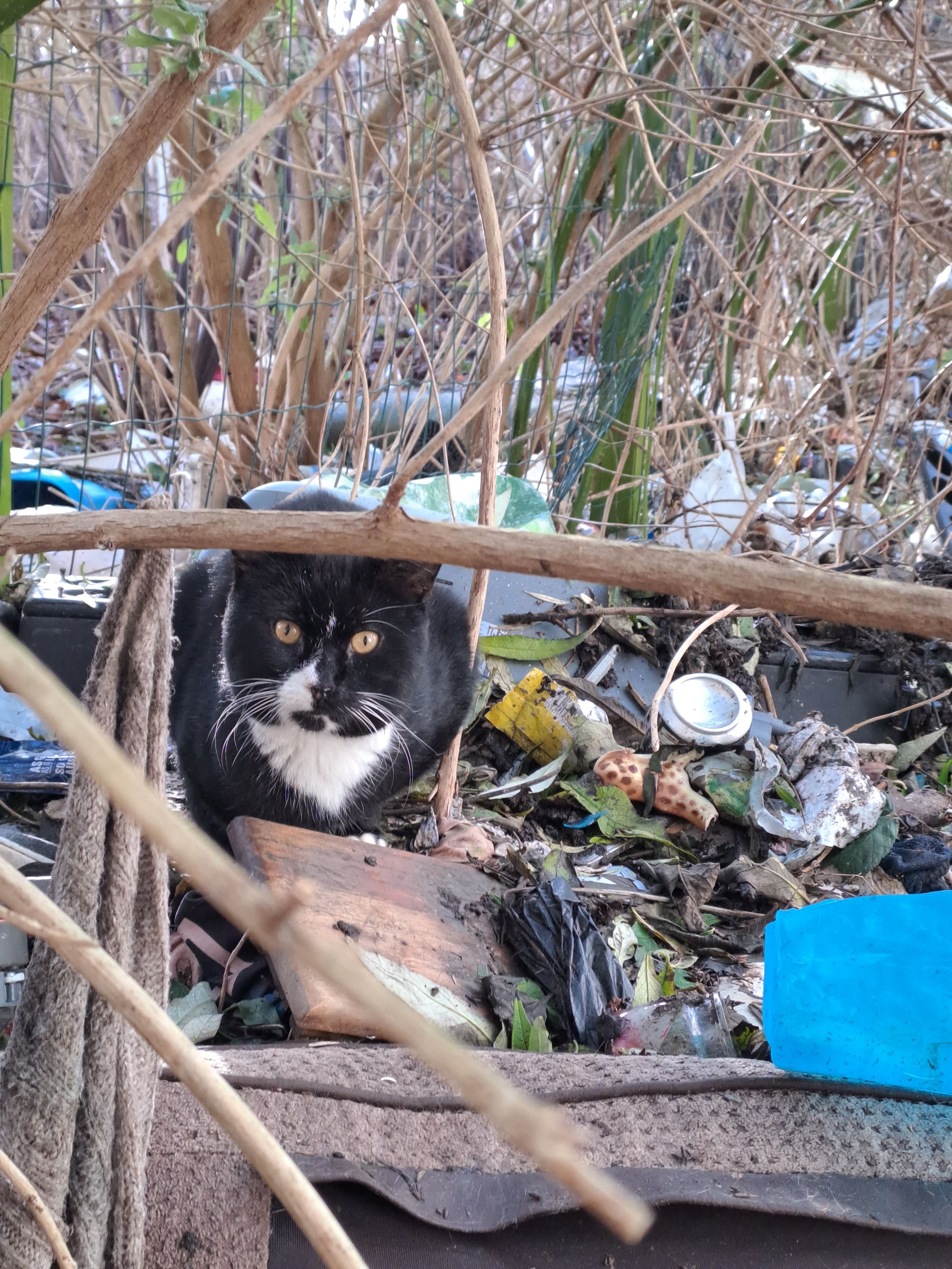 One Cat at a Time Community Interest Company