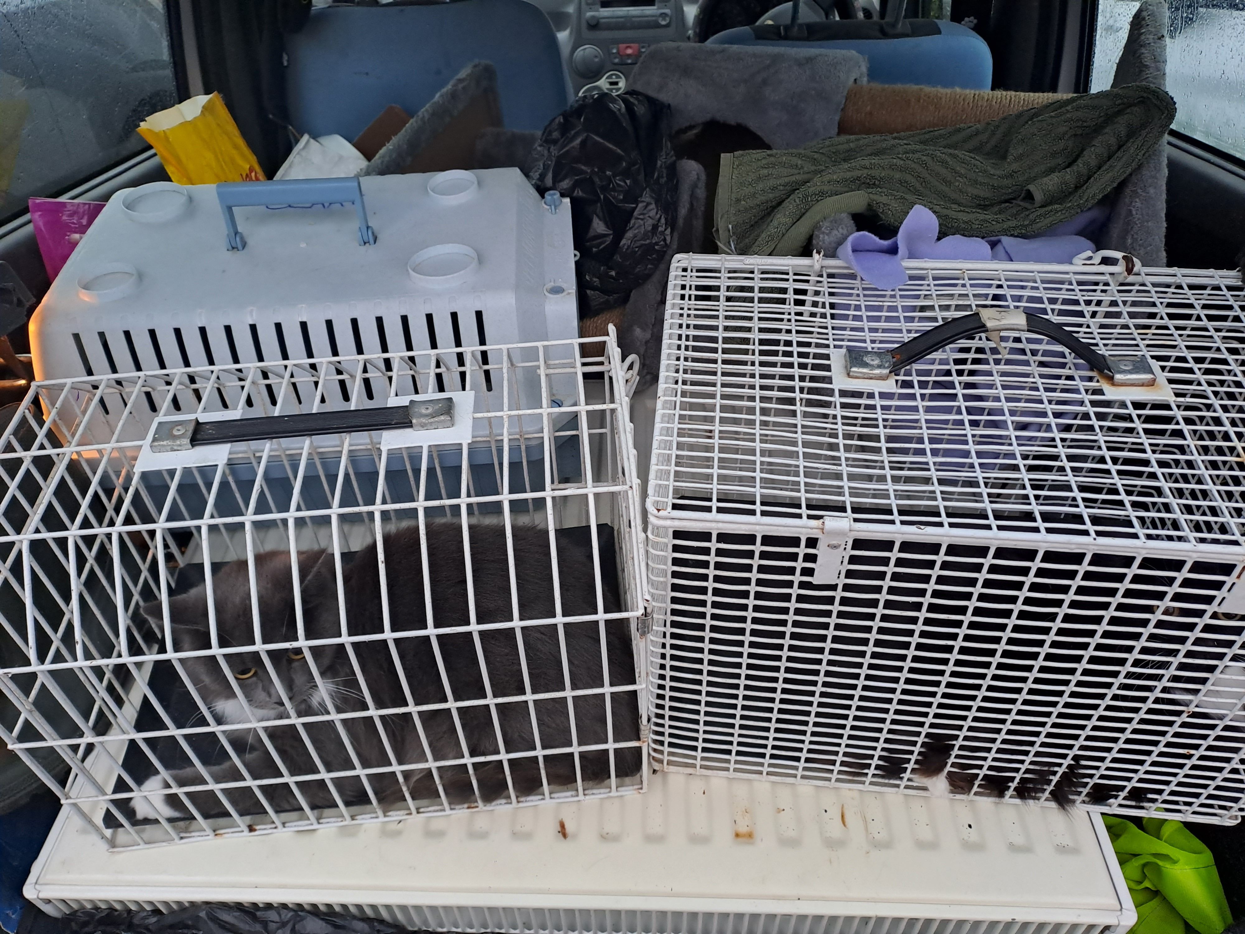 One Cat at a Time Community Interest Company