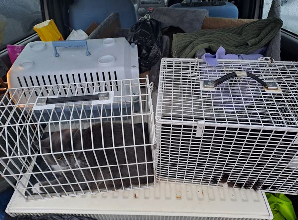 One Cat at a Time Community Interest Company