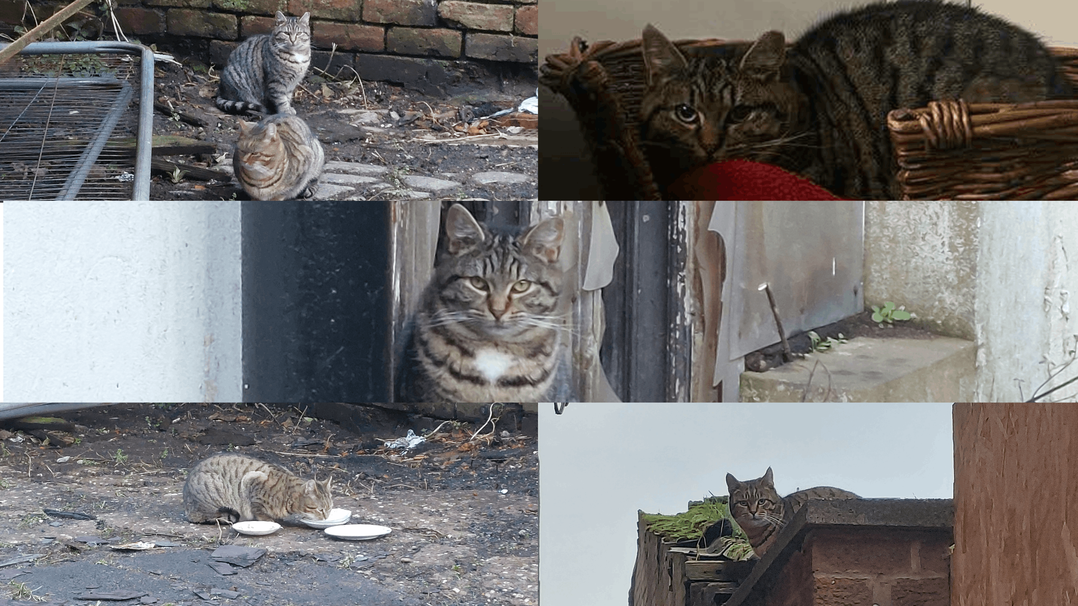 One Cat at a Time Community Interest Company