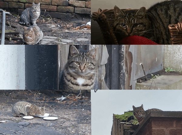One Cat at a Time Community Interest Company