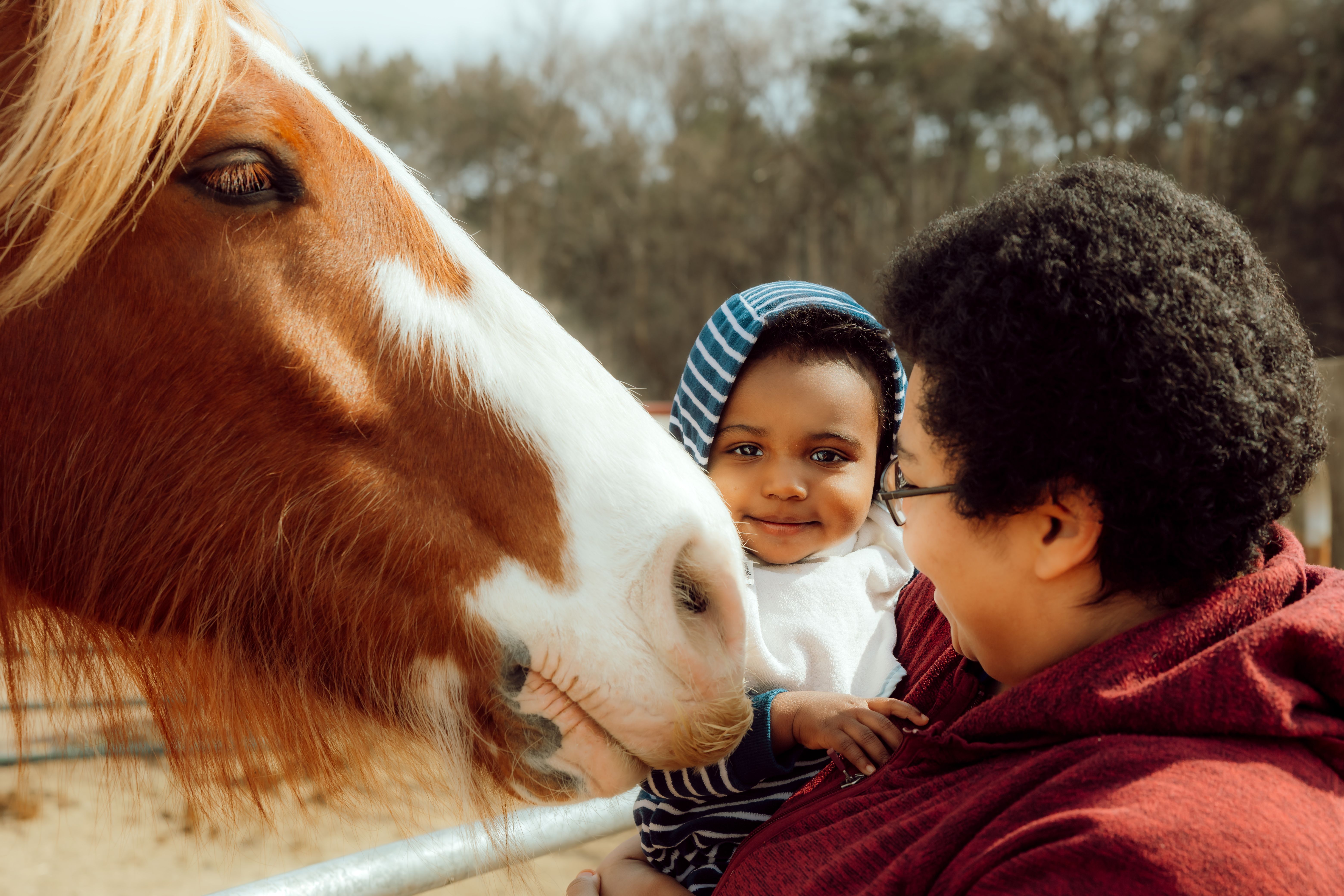 Three Little Burdes Pony Company