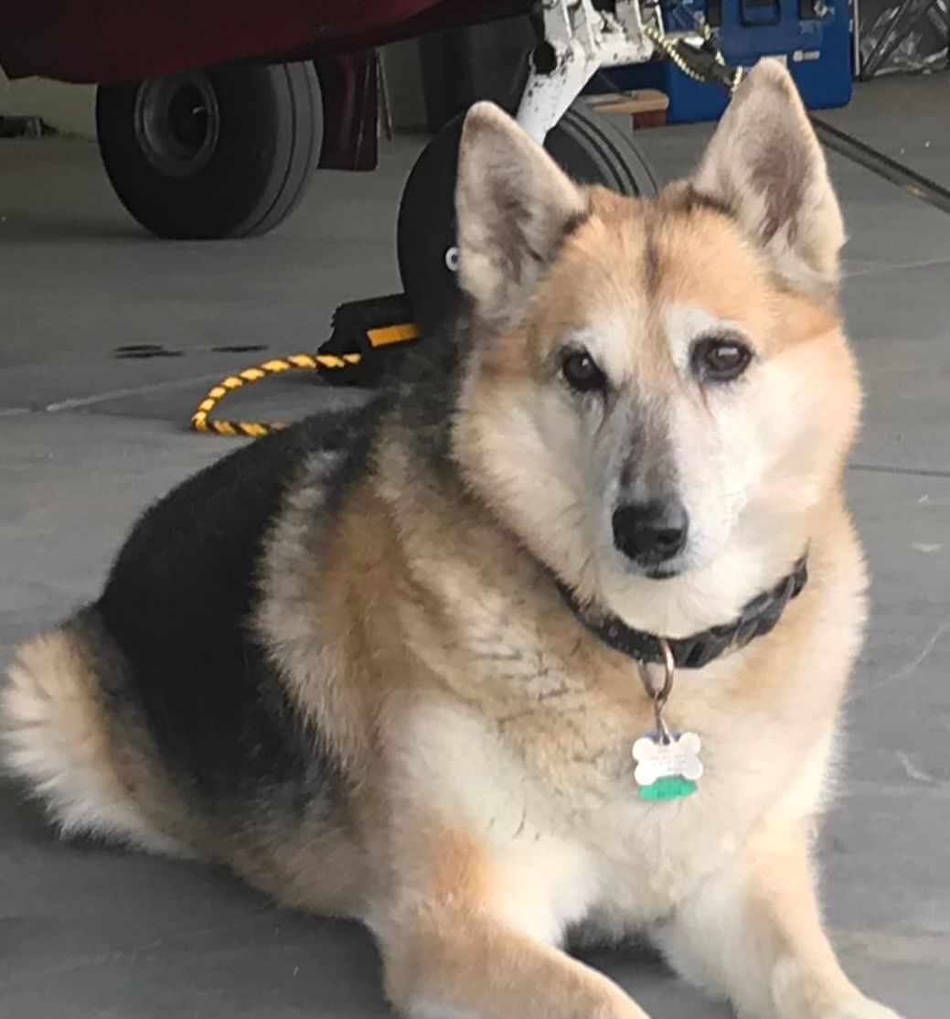 Service Dogs of Southern Nevada