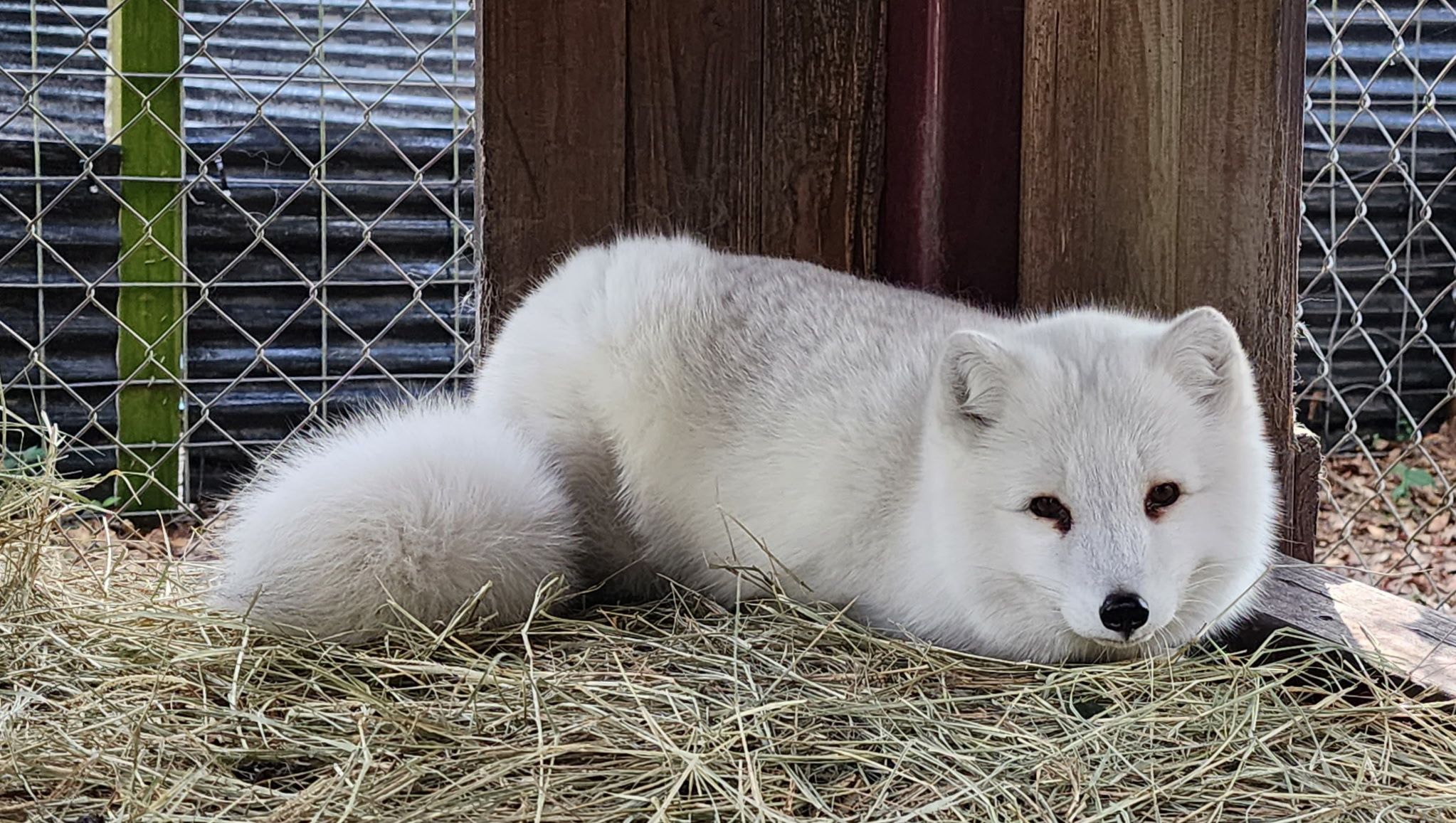 The C.A.R.E. Foundation