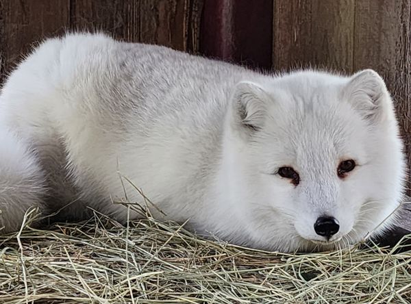 The C.A.R.E. Foundation