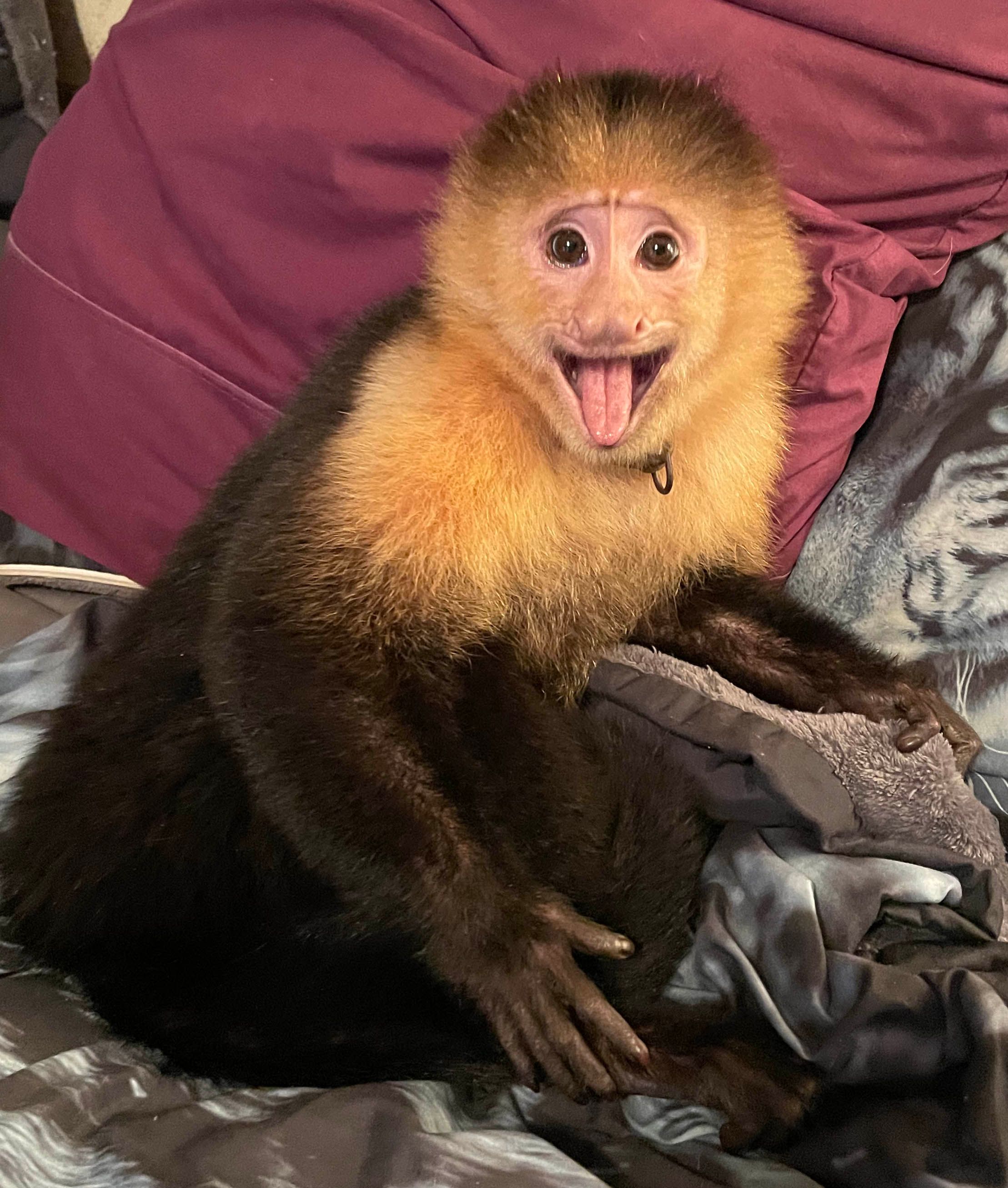 The C.A.R.E. Foundation