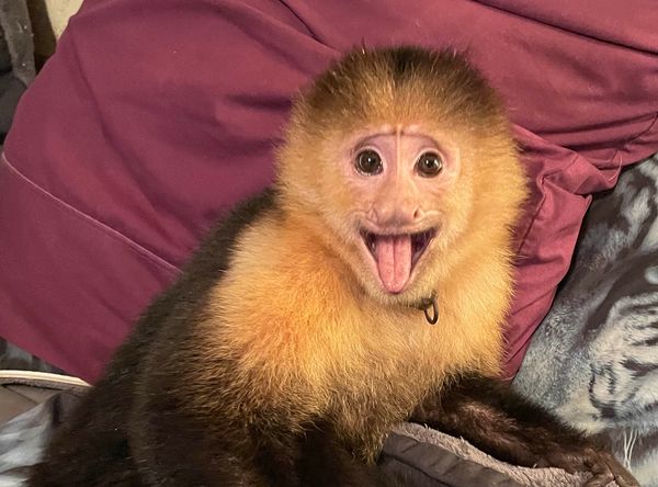 The C.A.R.E. Foundation