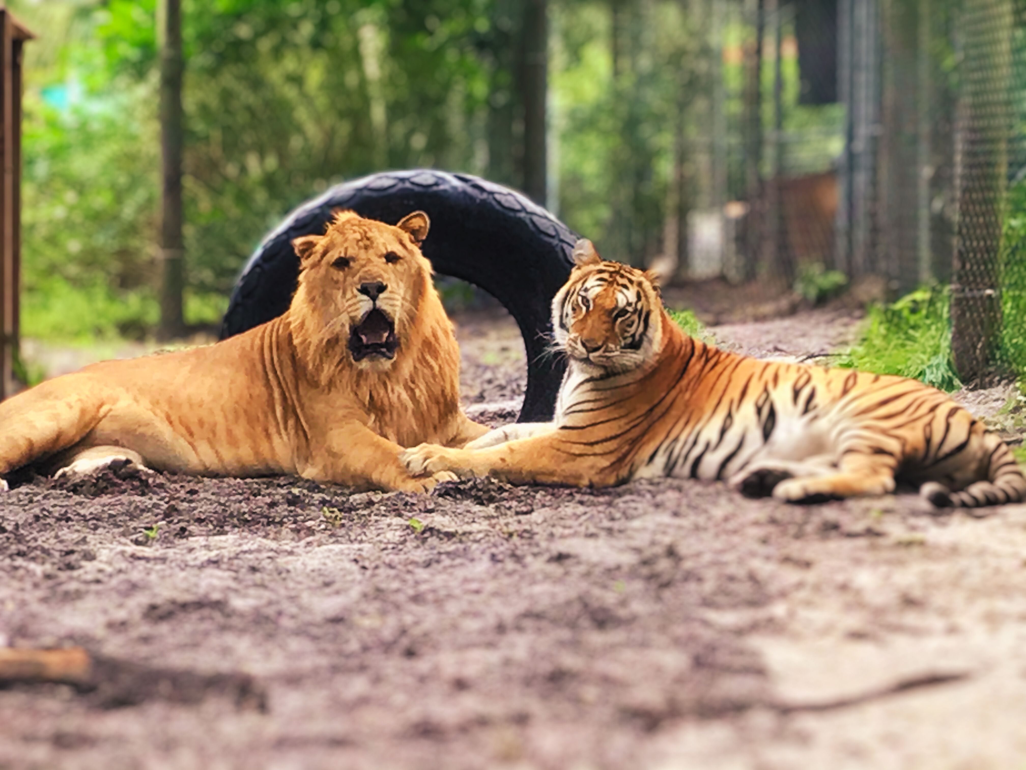 The C.A.R.E. Foundation