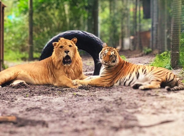 The C.A.R.E. Foundation