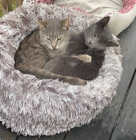 Kindred Tails Samctuary Co