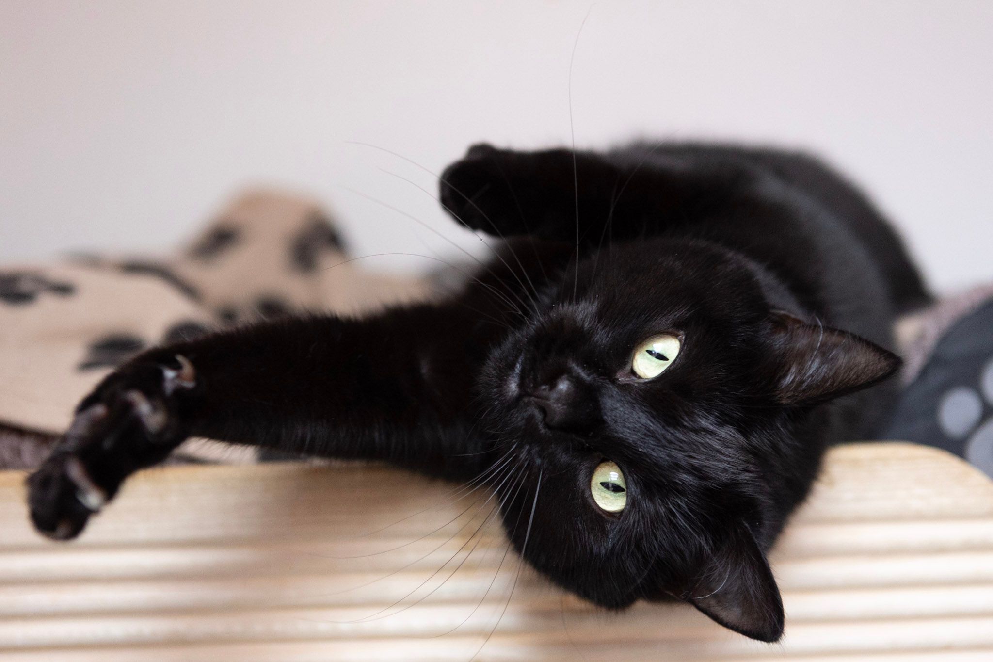 Bury's Stray Cat Fund