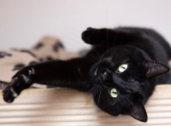 Bury's Stray Cat Fund