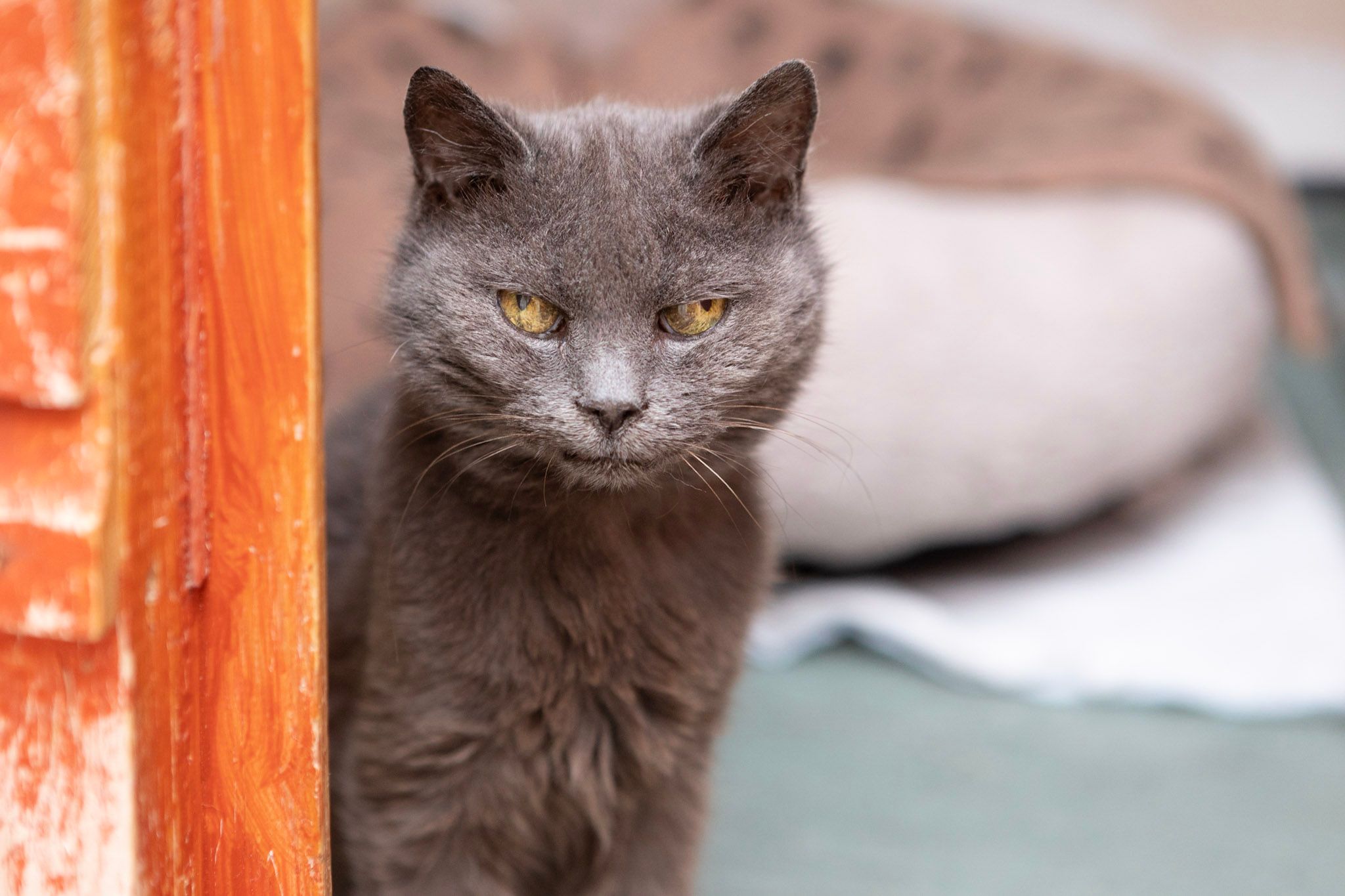 Bury's Stray Cat Fund