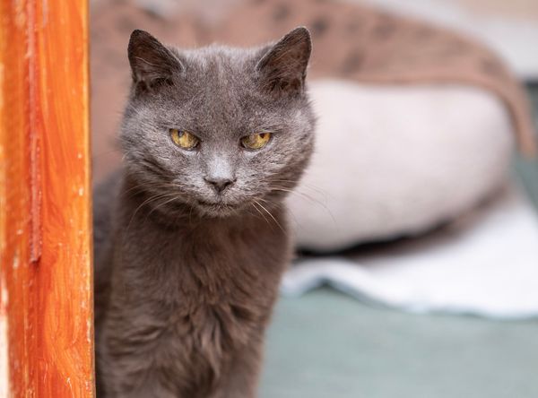 Bury's Stray Cat Fund