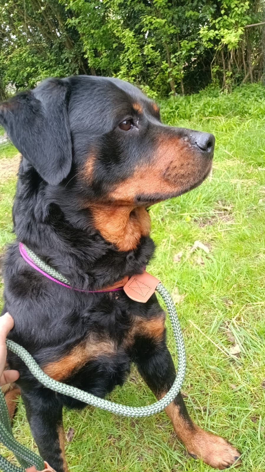 Worldwide Animal Rescue