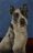 Another Chance Animal Rescue, Inc