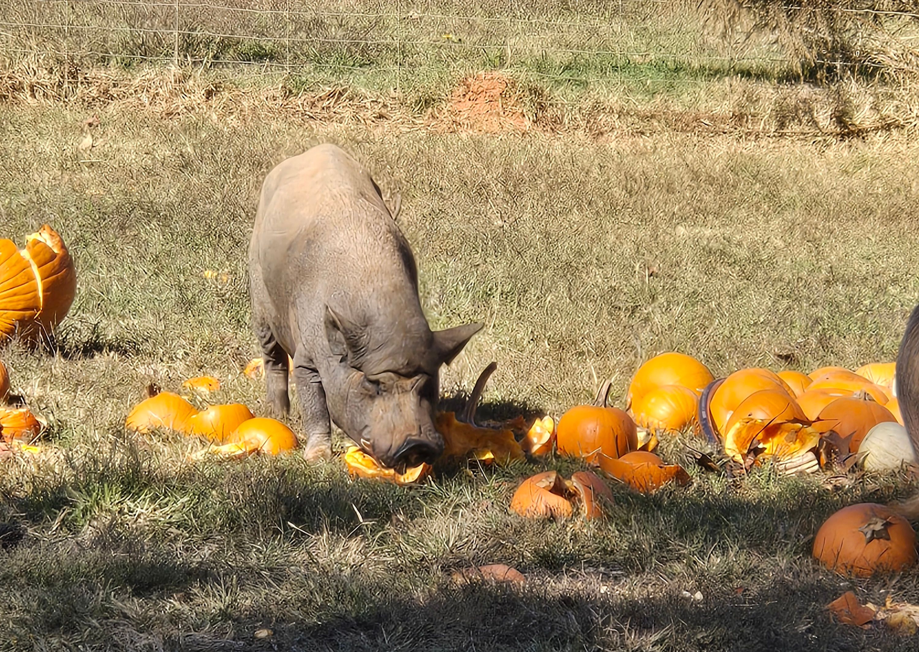 Another Chance Animal Rescue, Inc