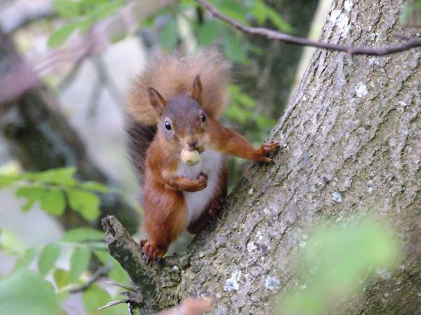 Cumbria Wildlife Trust