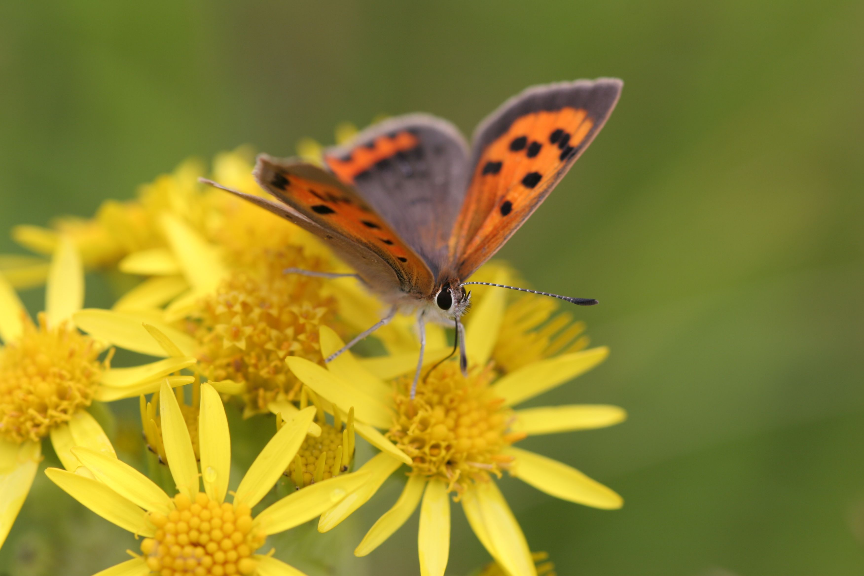 Cumbria Wildlife Trust