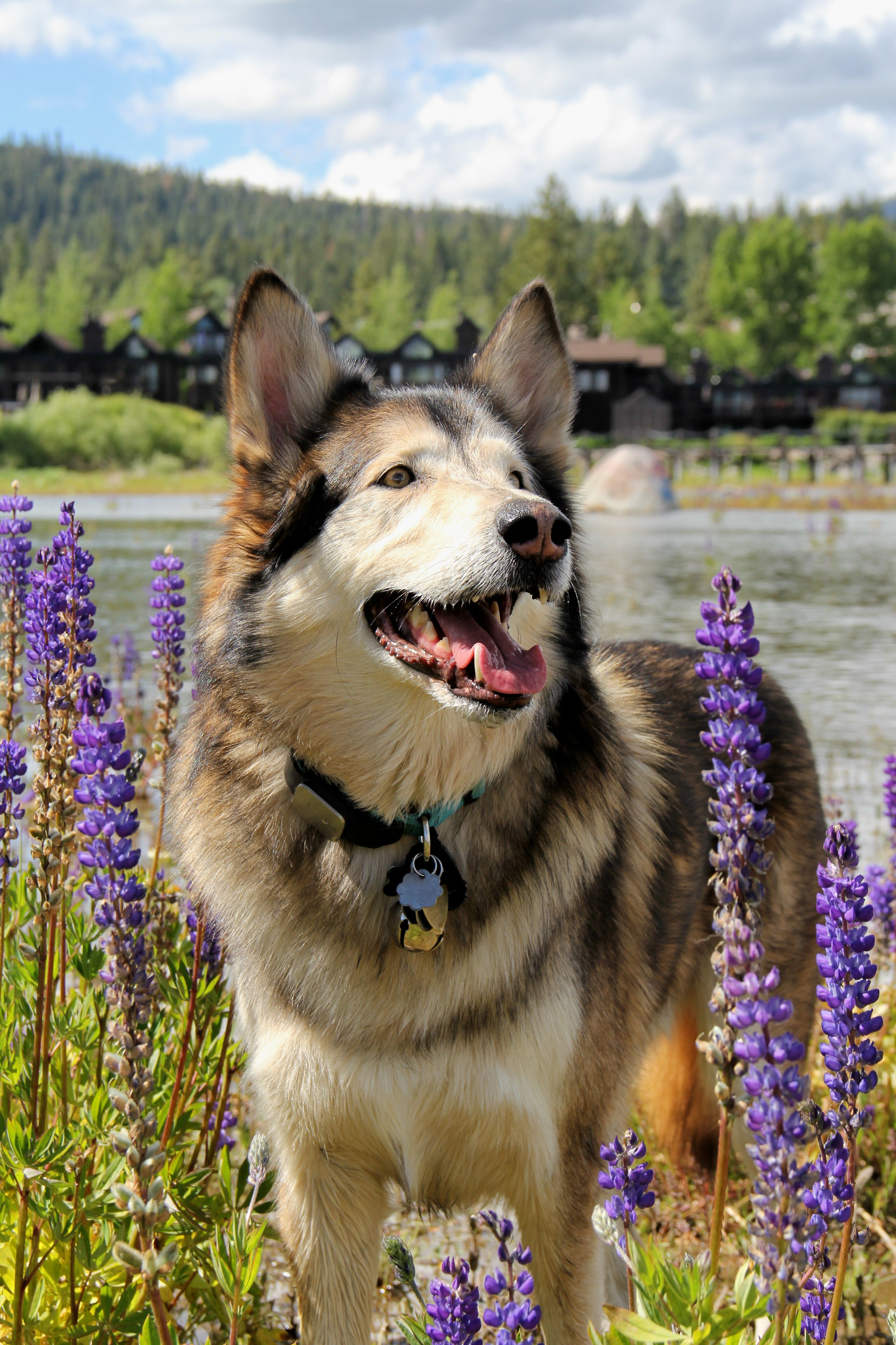 Lake Tahoe Wolf Rescue
