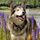 Lake Tahoe Wolf Rescue