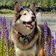 Lake Tahoe Wolf Rescue