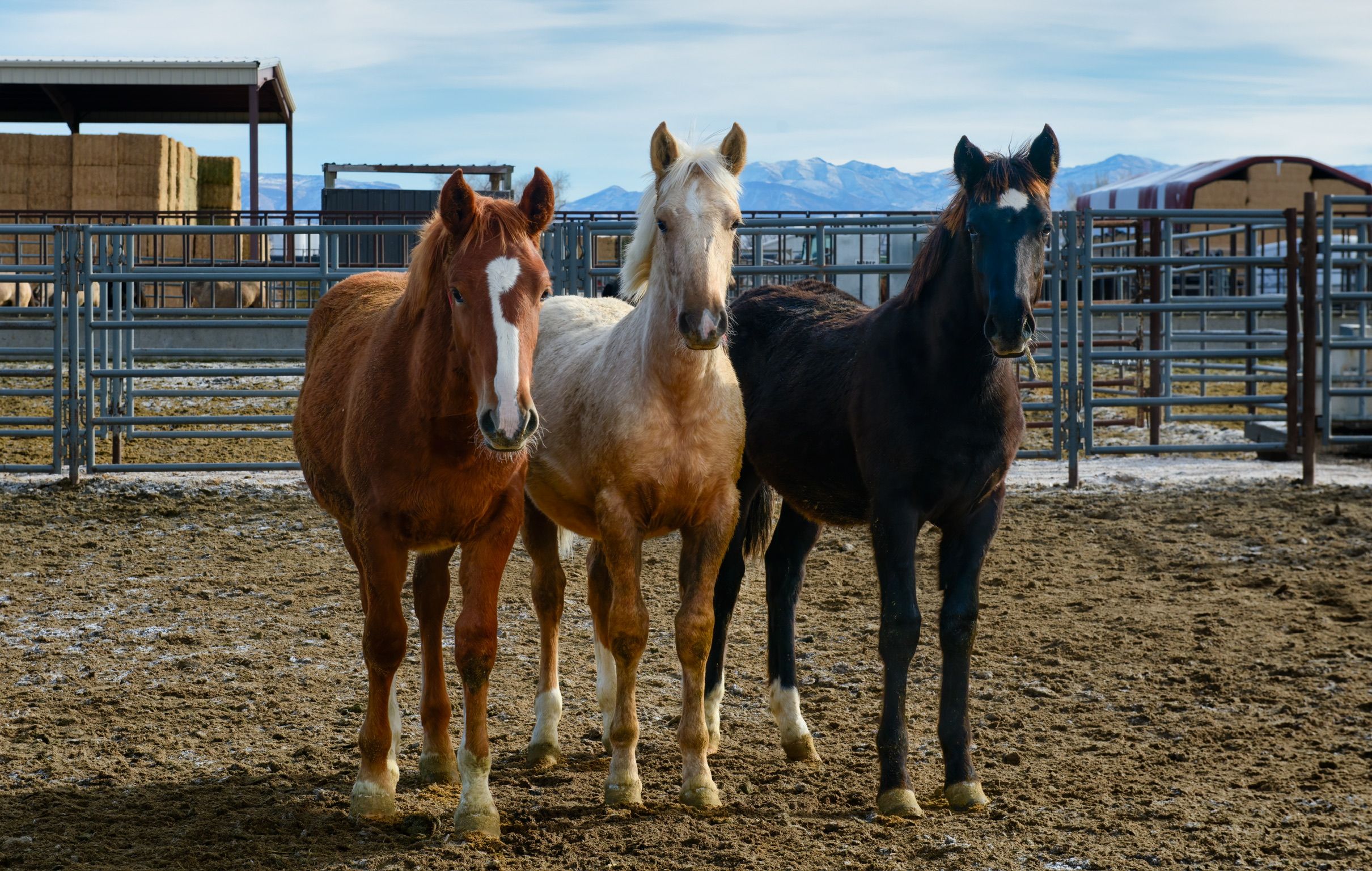 Starlight Mustang Sanctuary