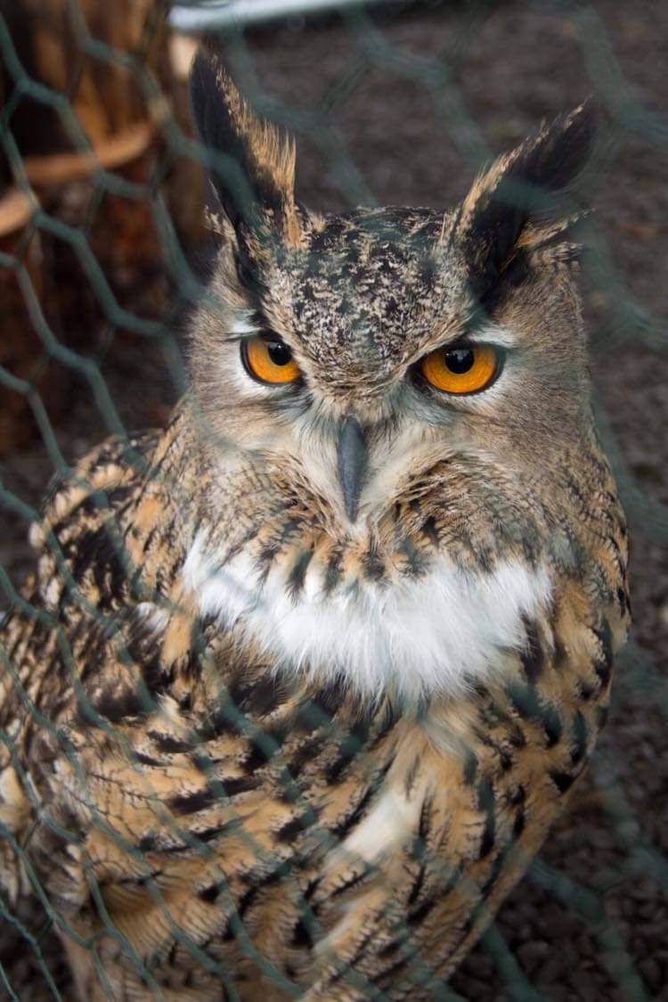 Arran animal rescue & sanctuary