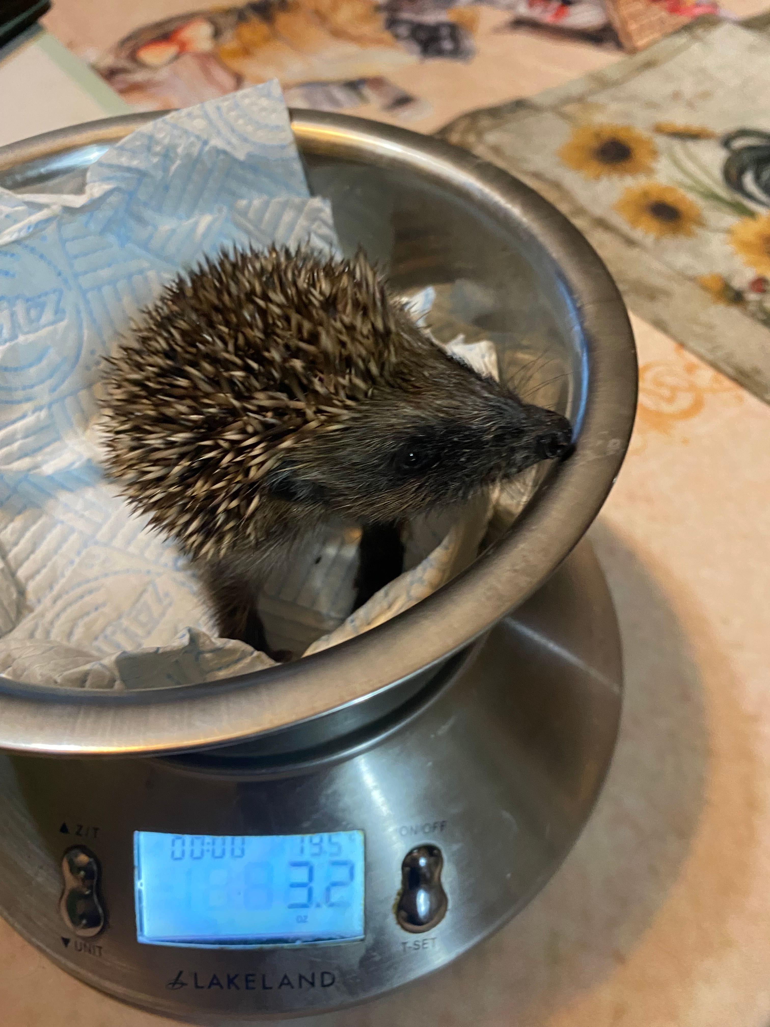 Arran animal rescue & sanctuary