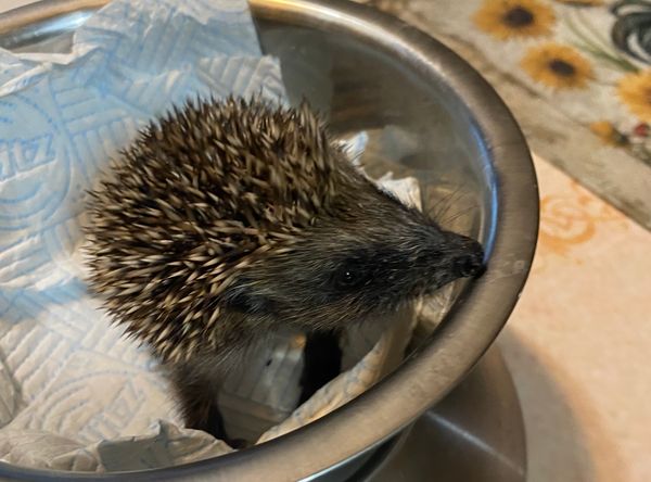 Arran animal rescue & sanctuary